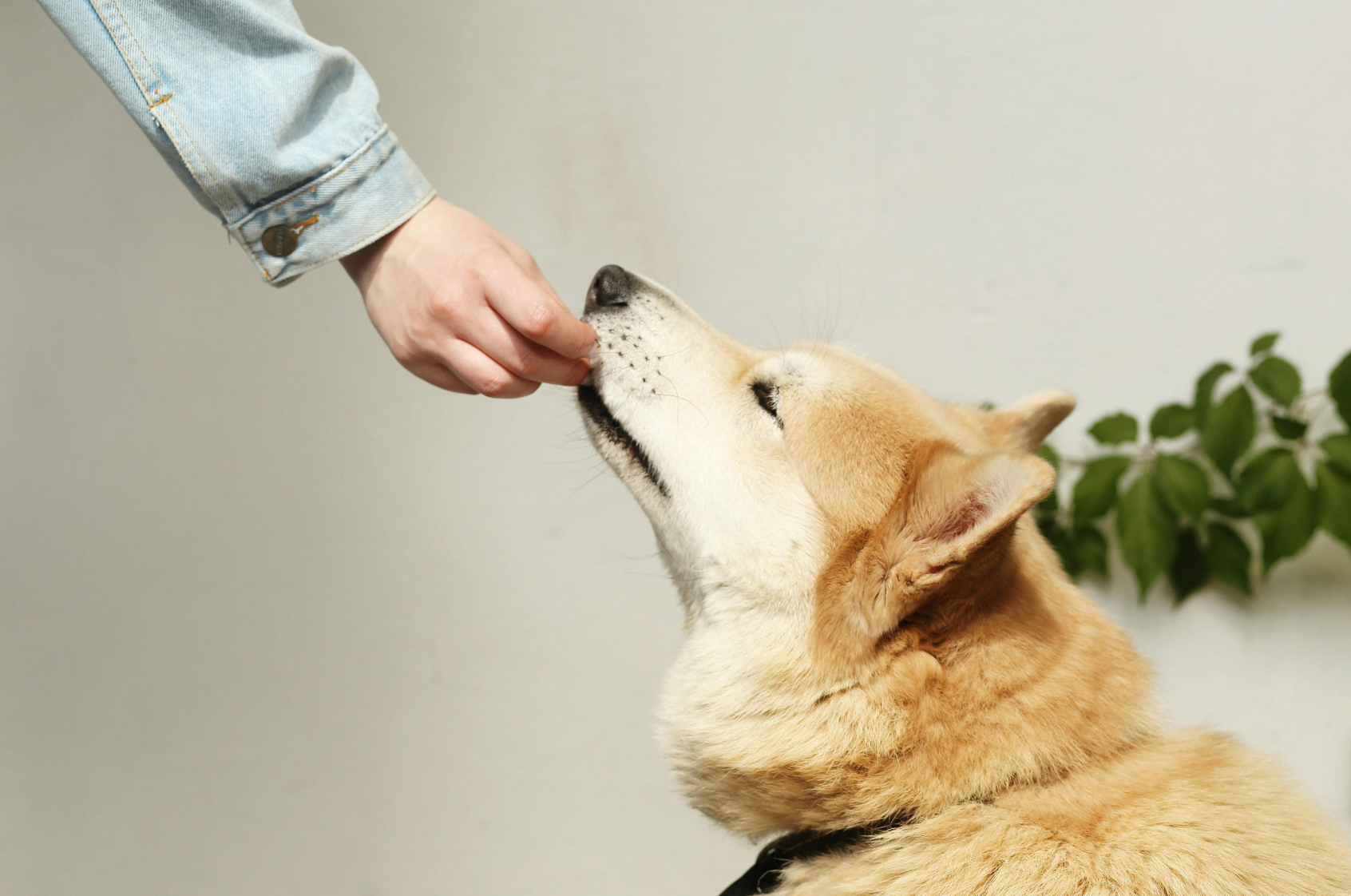 Cómo calcular la cantidad de comida para perros según su peso