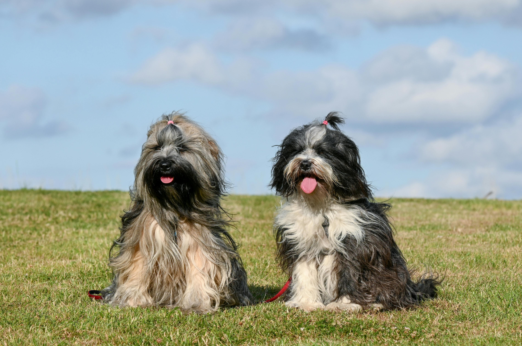 Porciones ideales: cantidad de comida para un perro de 5 kilos