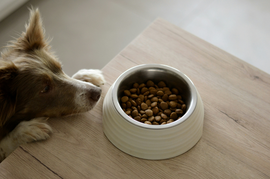 Cómo ofrecer comida sana y equilibrada para tu perro