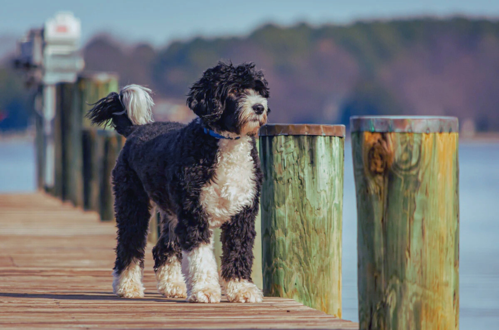 Tabla de crecimiento para perros de agua: guía práctica