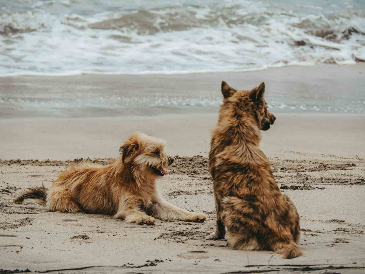 ¿Cuándo acudir a un nutricionista canino? 