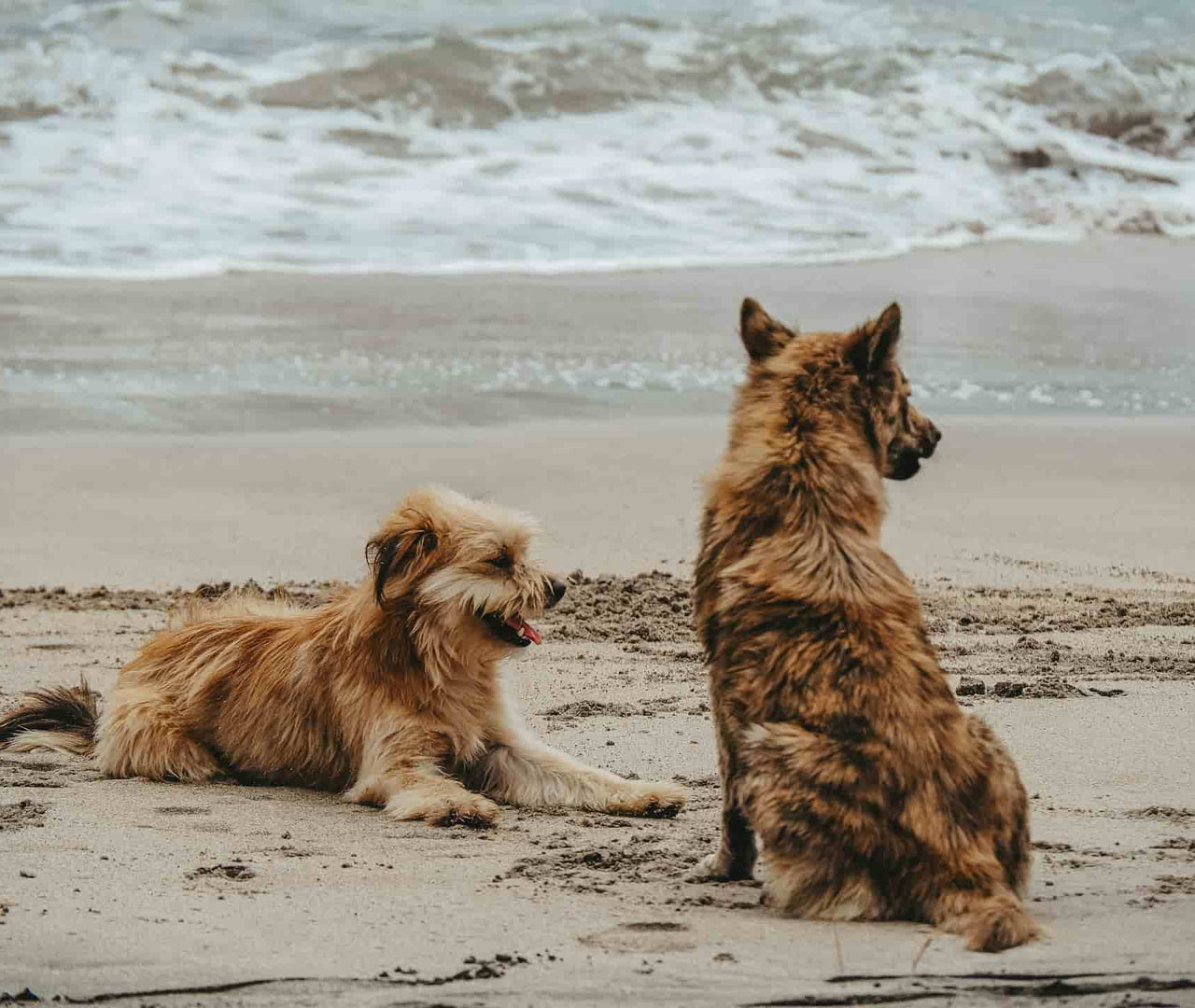 ¿Cuándo acudir a un nutricionista canino? 