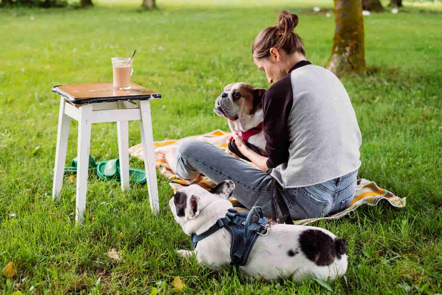 Cuántas veces al día debe comer tu perro