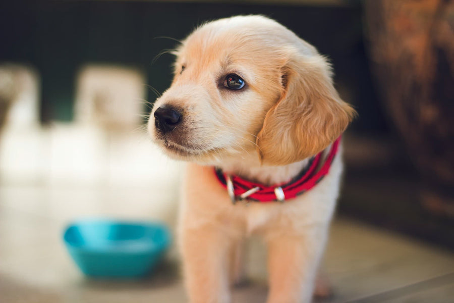 Cuánto debe comer un cachorro