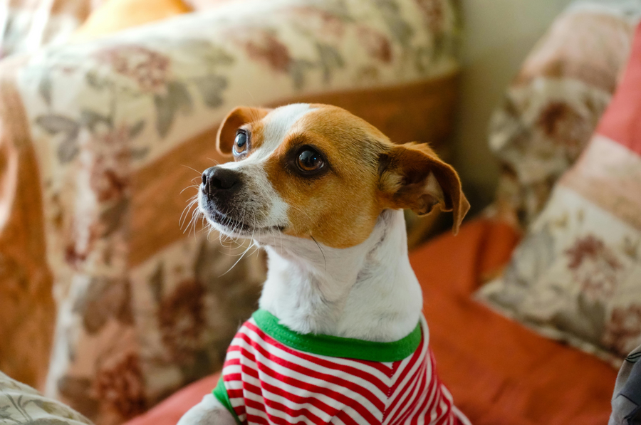 ¿Qué darle de comer a un perro con diarrea? Soluciones caseras
