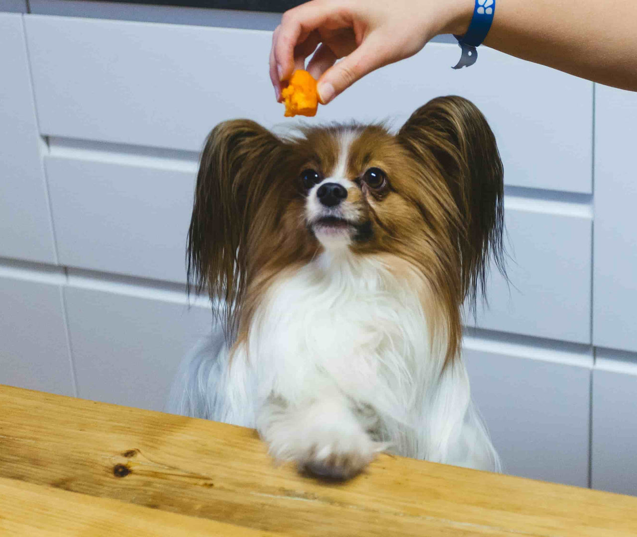 ¿Qué es la dieta BARF para perros?