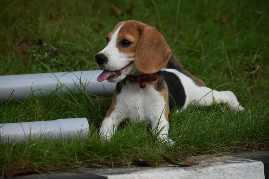 Comida ideal para Beagles: cómo mantener su energía y salud