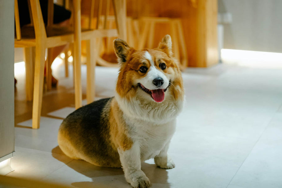 Dieta blanda para perros