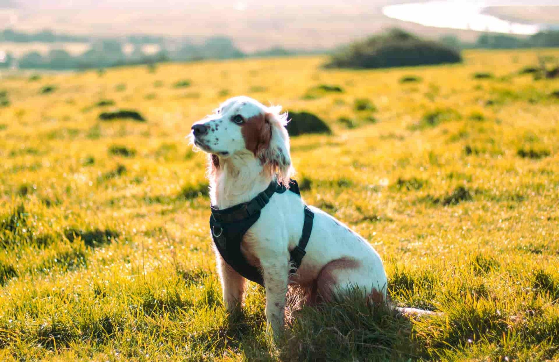 Dieta casera para perros con problemas hepáticos