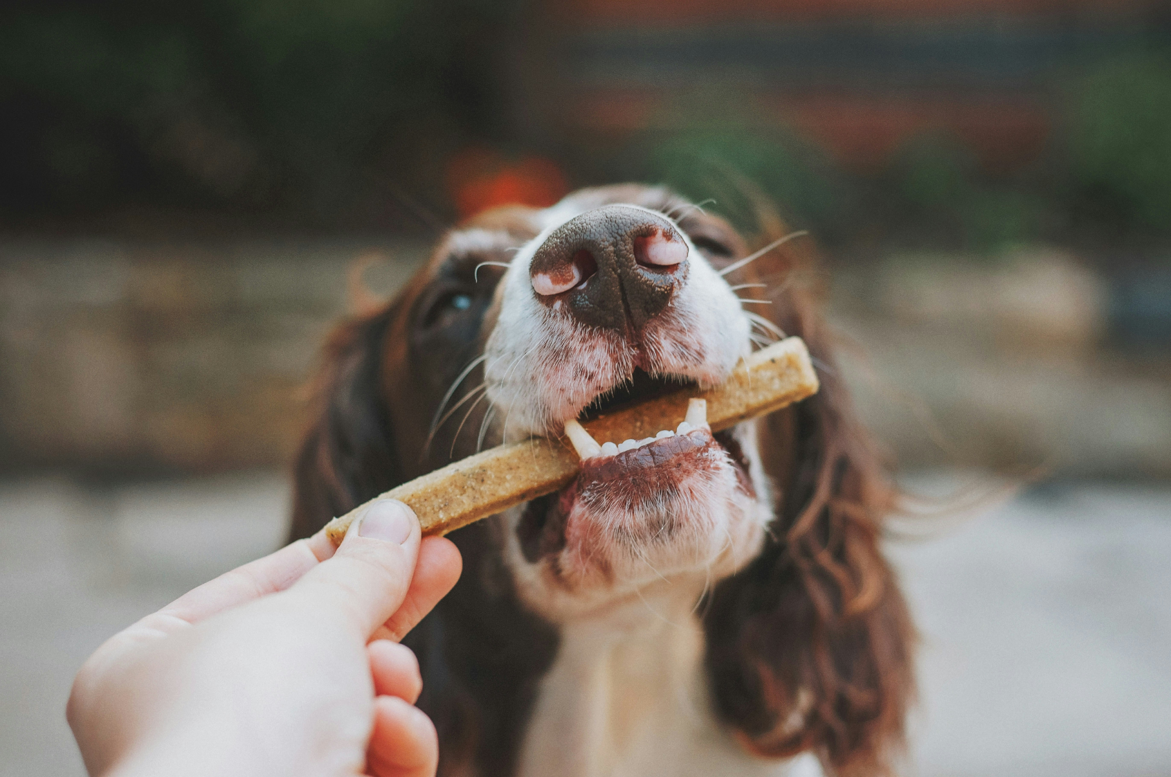 Dieta renal en perros: alimentos que apoyan su salud
