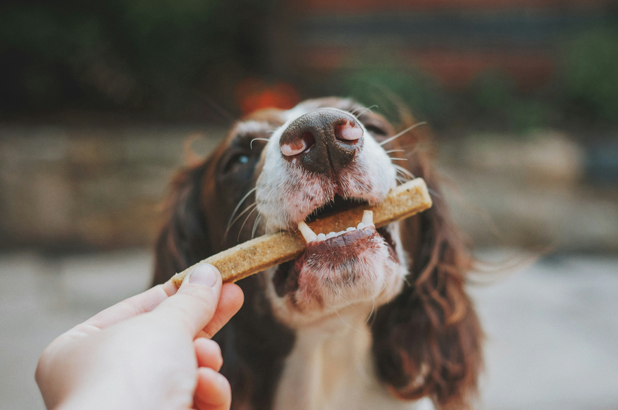 Dieta renal en perros: alimentos que apoyan su salud