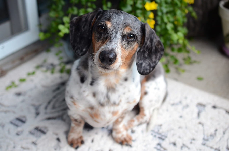 ¿El pienso es realmente malo para los perros?
