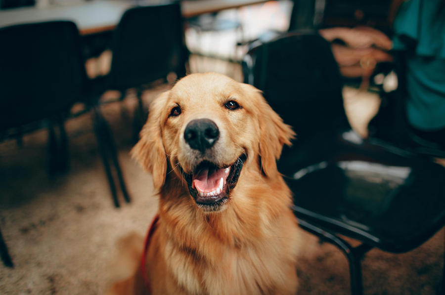 fibra en la dieta canina
