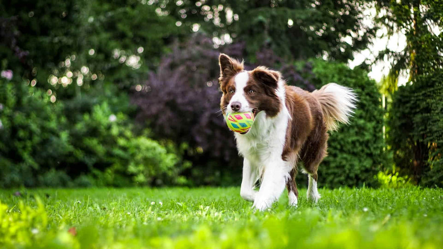 Frecuencia de comidas para perros adultos