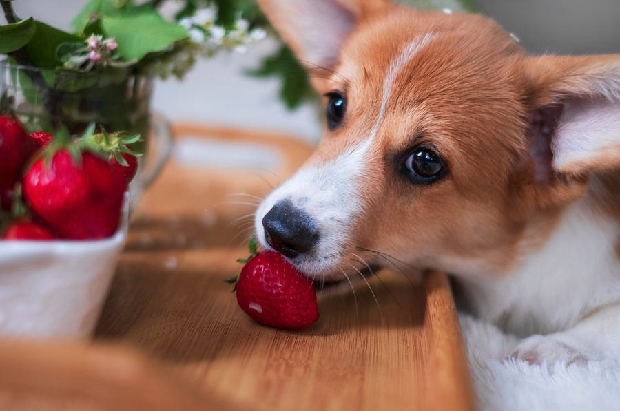 ¿Qué frutas pueden comer los perros? La guía de snacks saludables y seguros