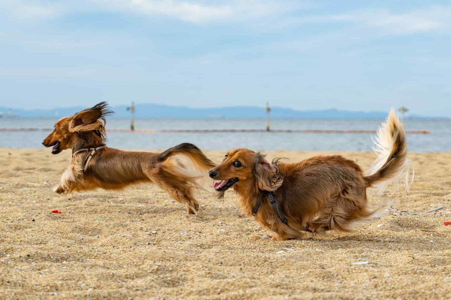 Las mejores fuentes de proteínas para perros