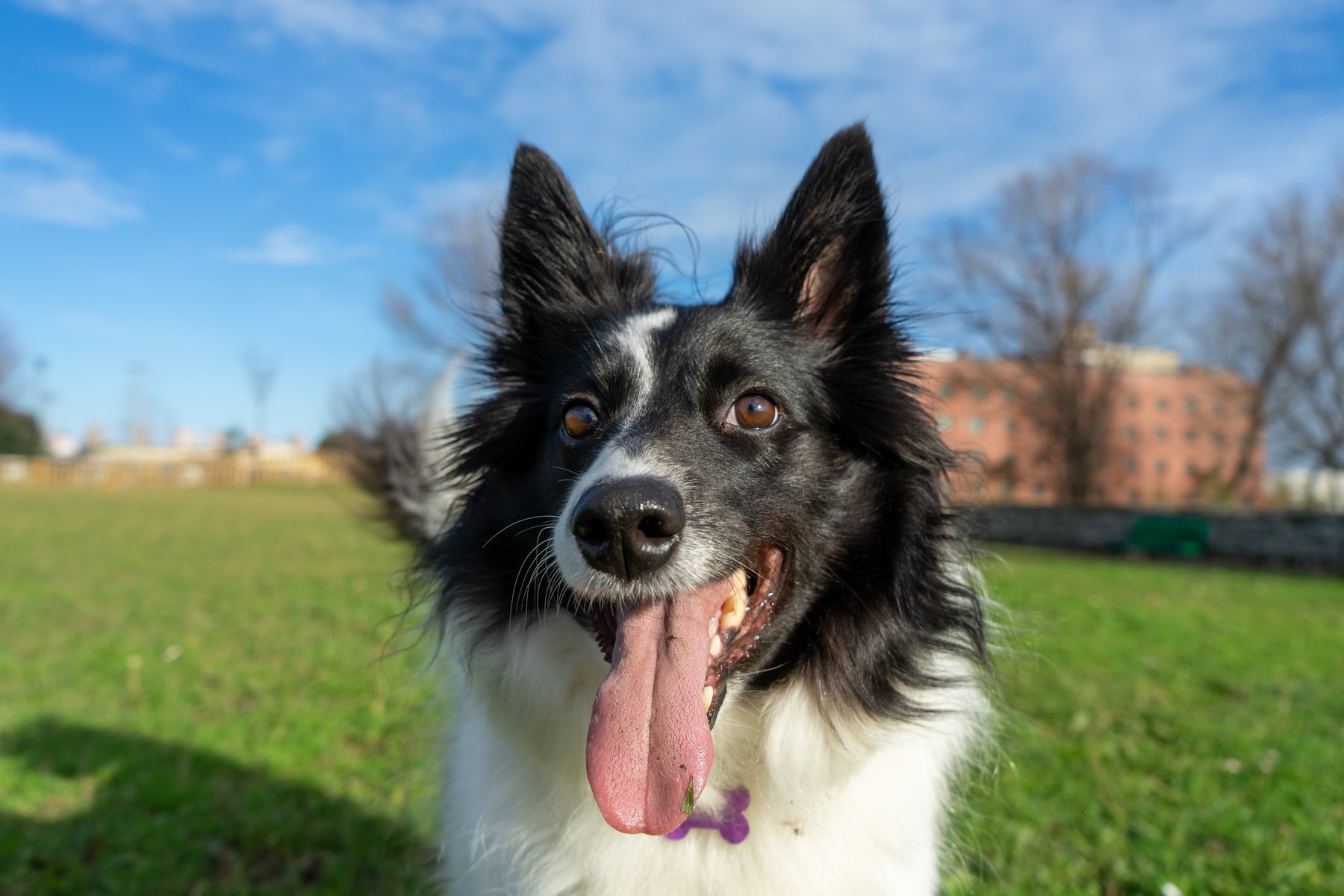 Cambios en la vida de tu perro para mejorarla