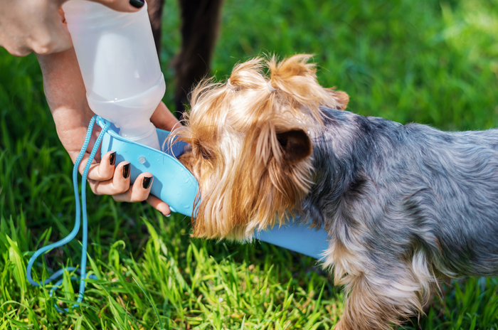 La importancia de la hidratación en perros: Guía esencial para su bienestar