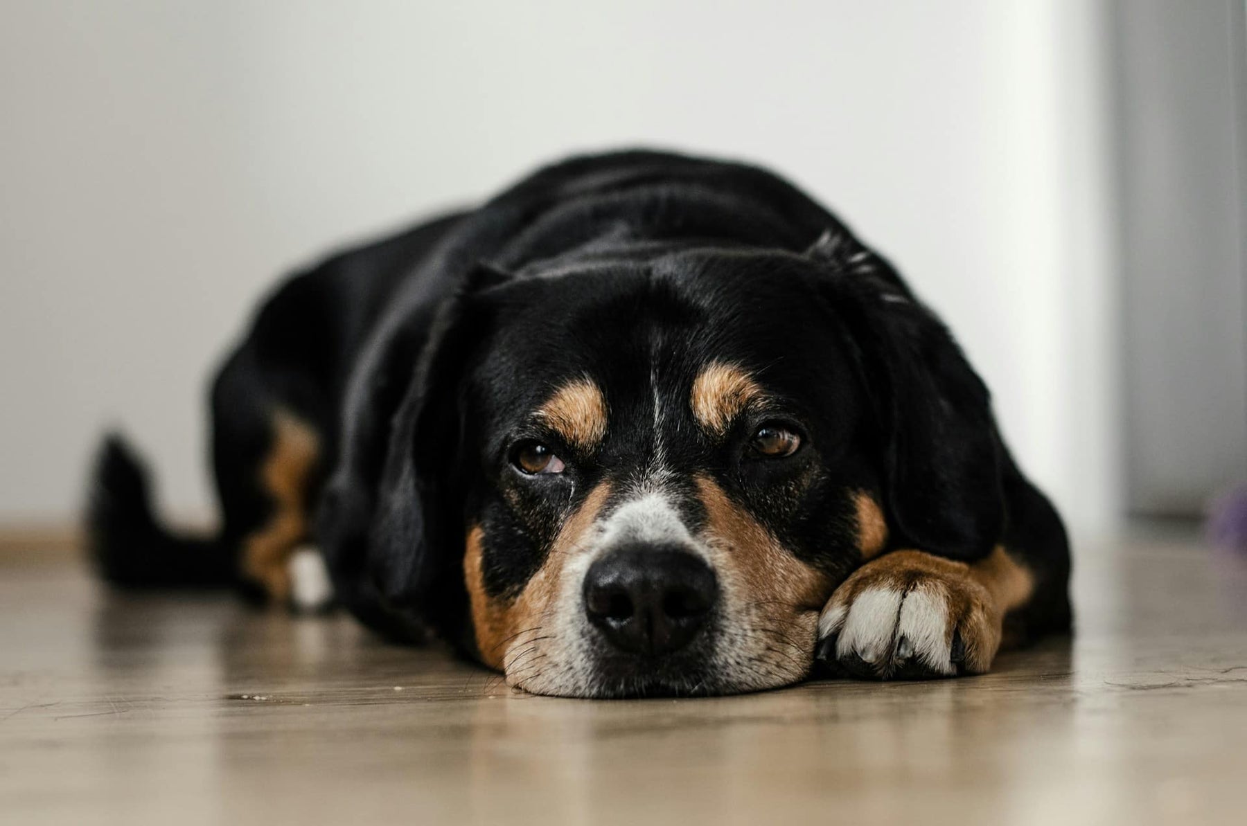 Pancreatitis en perros: ¿cómo tratarla y prevenir recaídas?