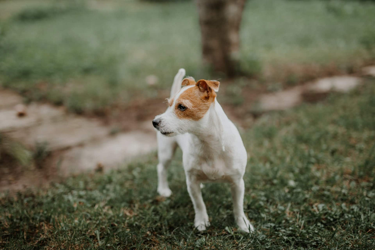 Mi perro no quiere comer: causas y soluciones