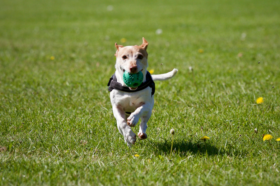 Dieta para perros con diabetes: consejos de alimentación saludable