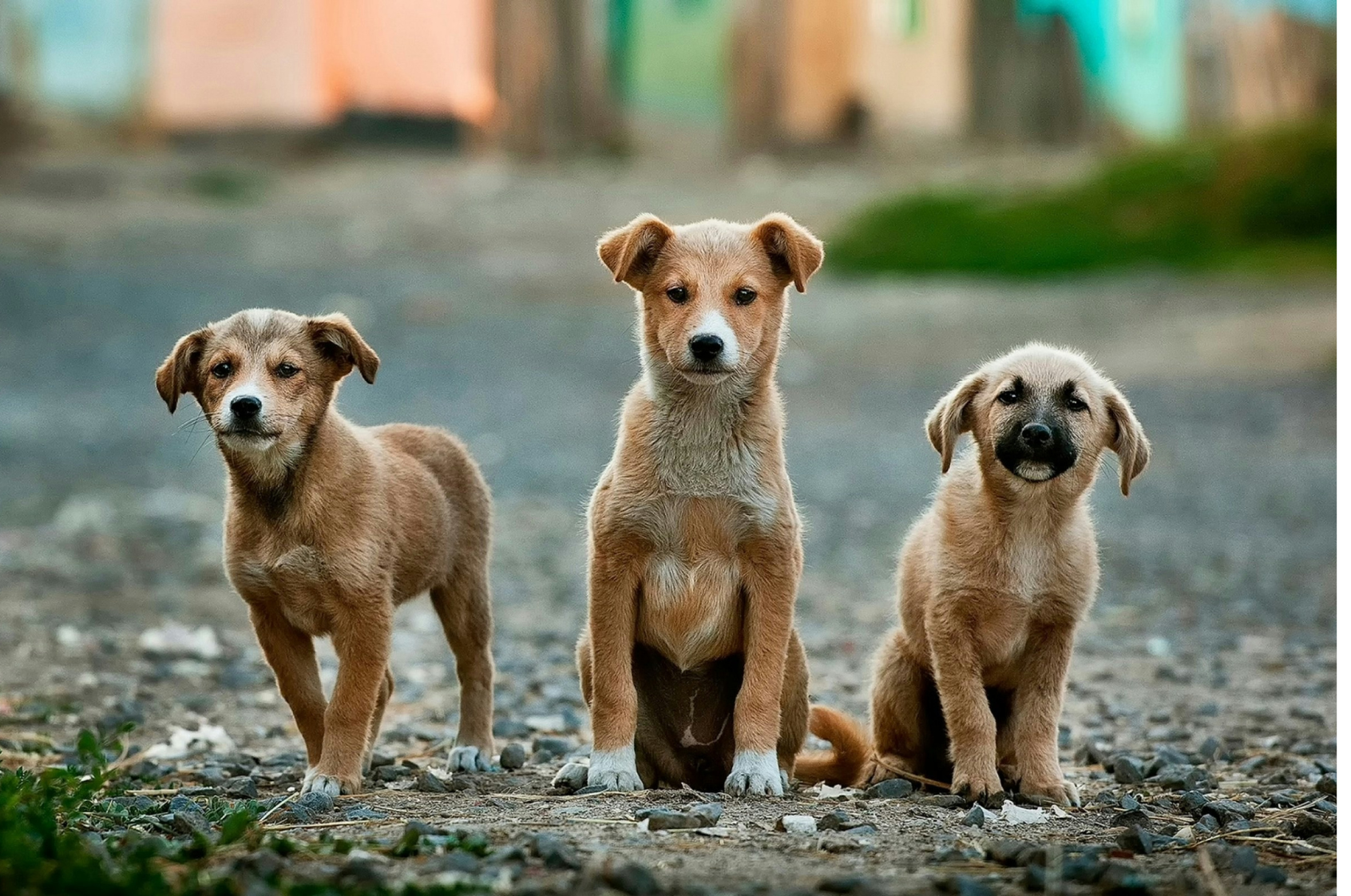 ¿Tu perro está delgado? Métodos seguros para engordarlo