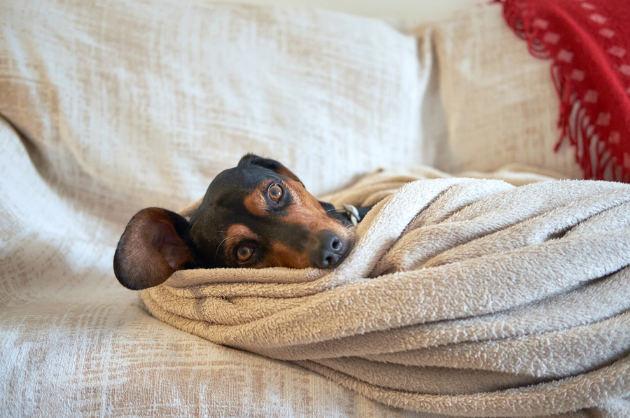 ¿Cuánto frío puede soportar mi perro? Guía de temperaturas seguras para su bienestar