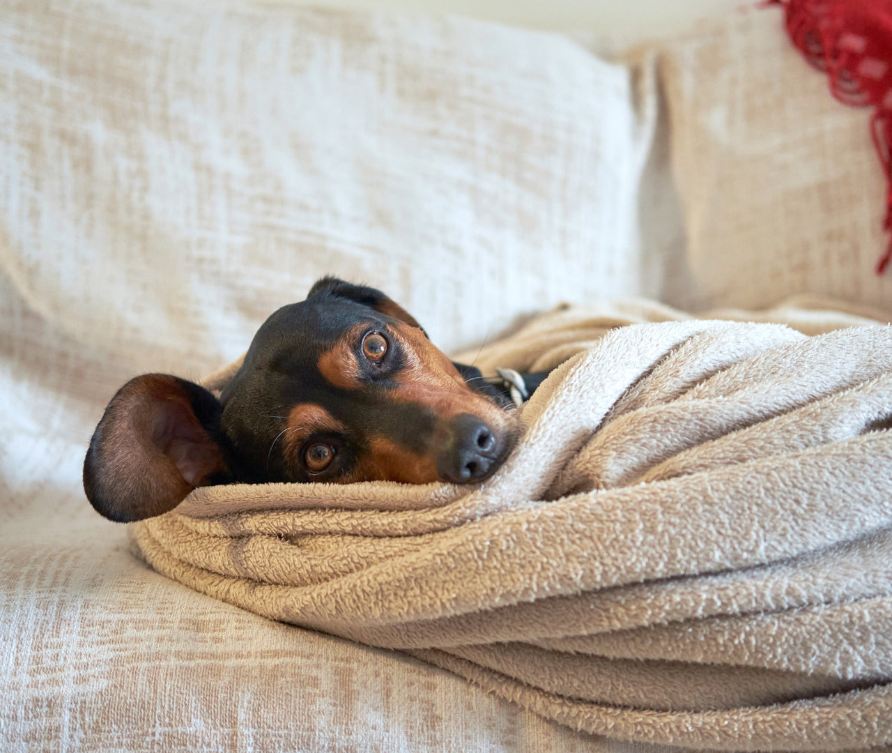 ¿Cuánto frío puede soportar mi perro? Guía de temperaturas seguras para su bienestar