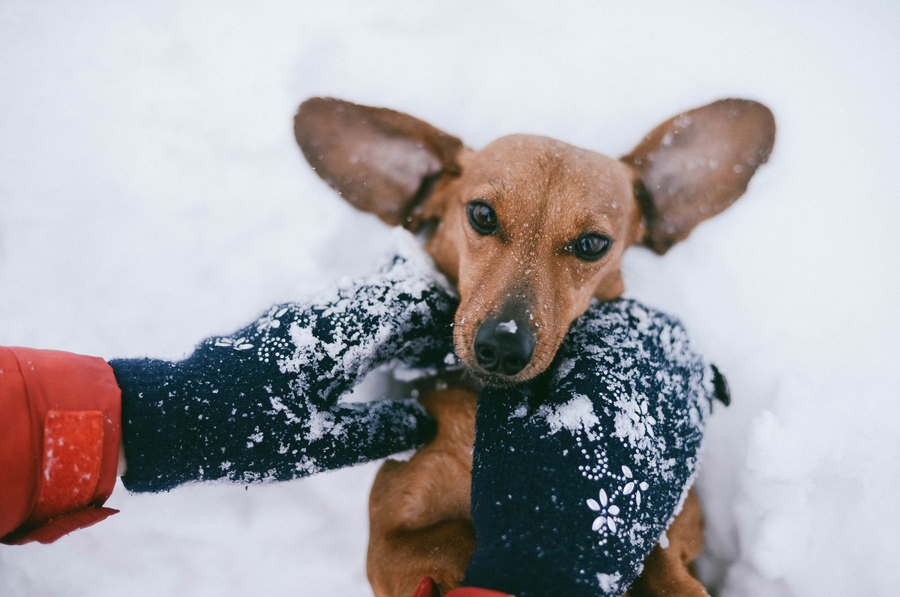 Guía con consejos para llevar a tu perro a la nieve