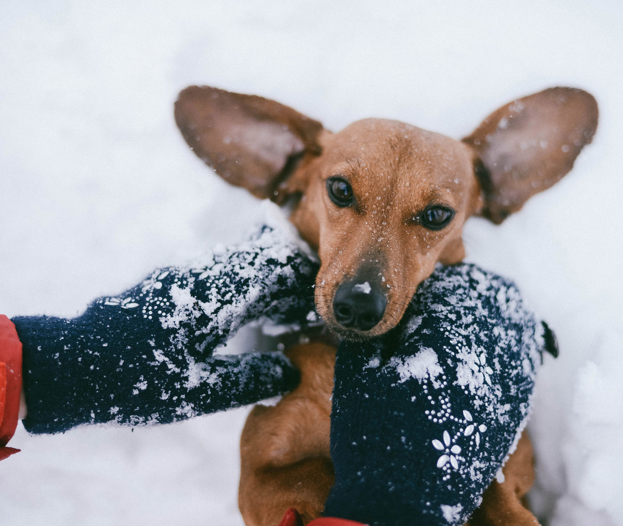 Guía con consejos para llevar a tu perro a la nieve