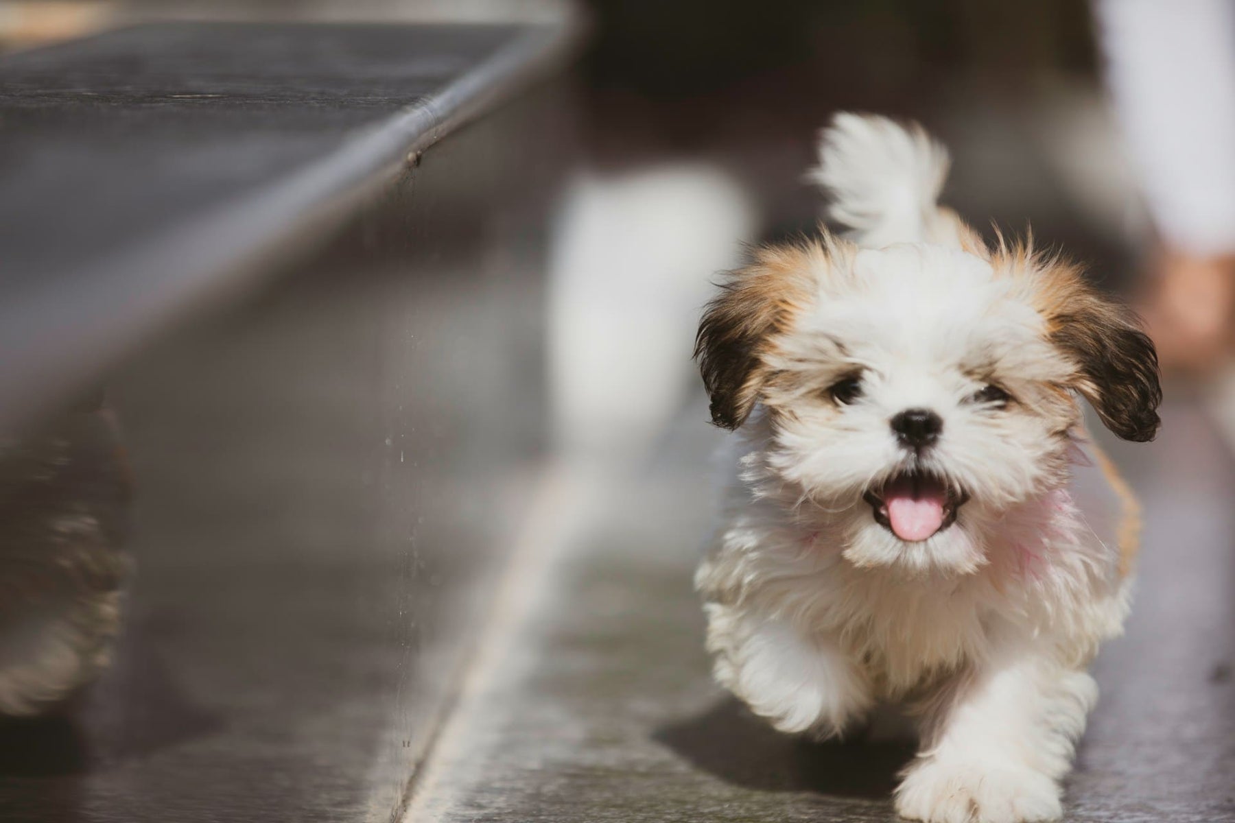 Rangos de peso saludables para perros pequeños