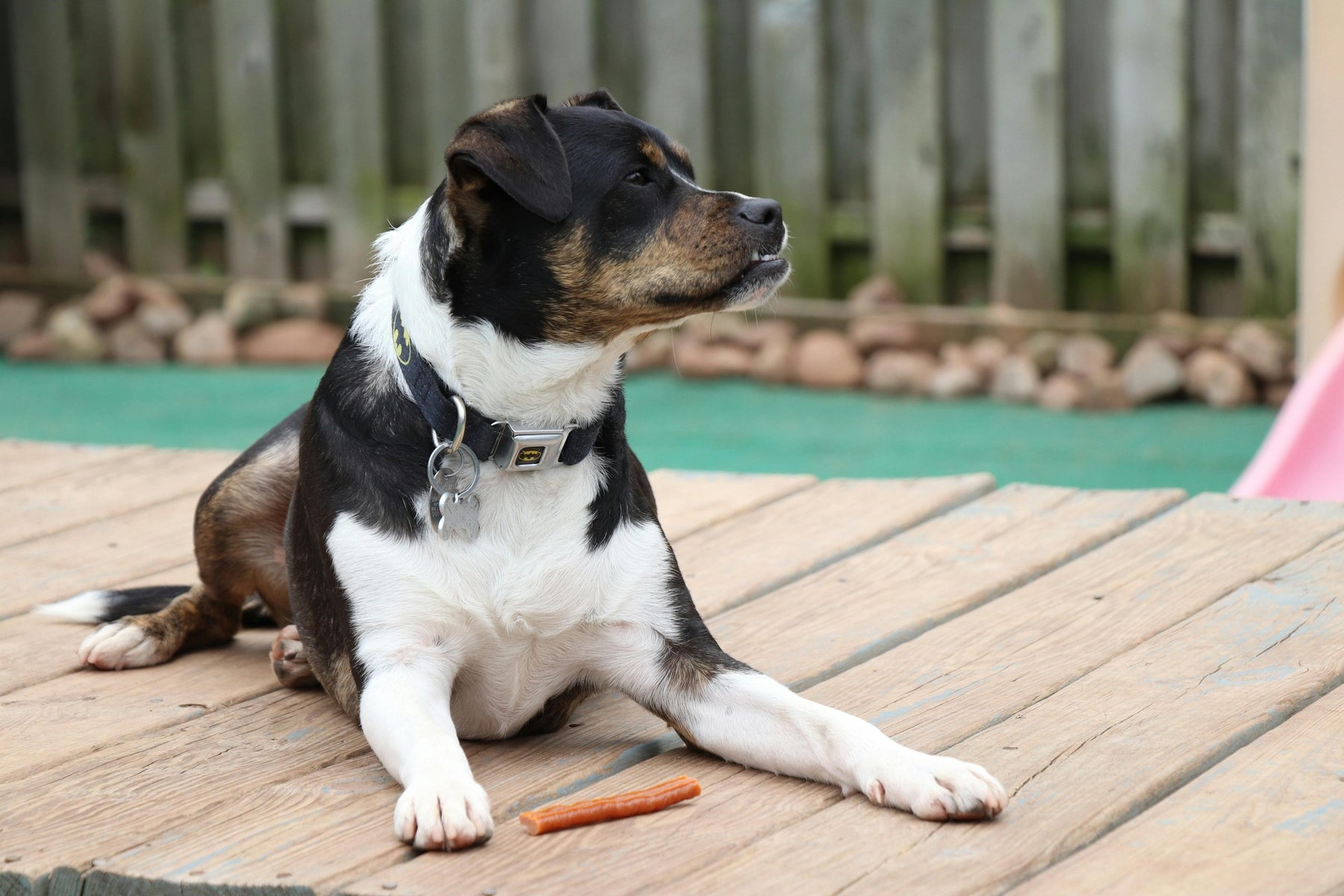 Premios para Perros: Guía para Hacerlos en Casa