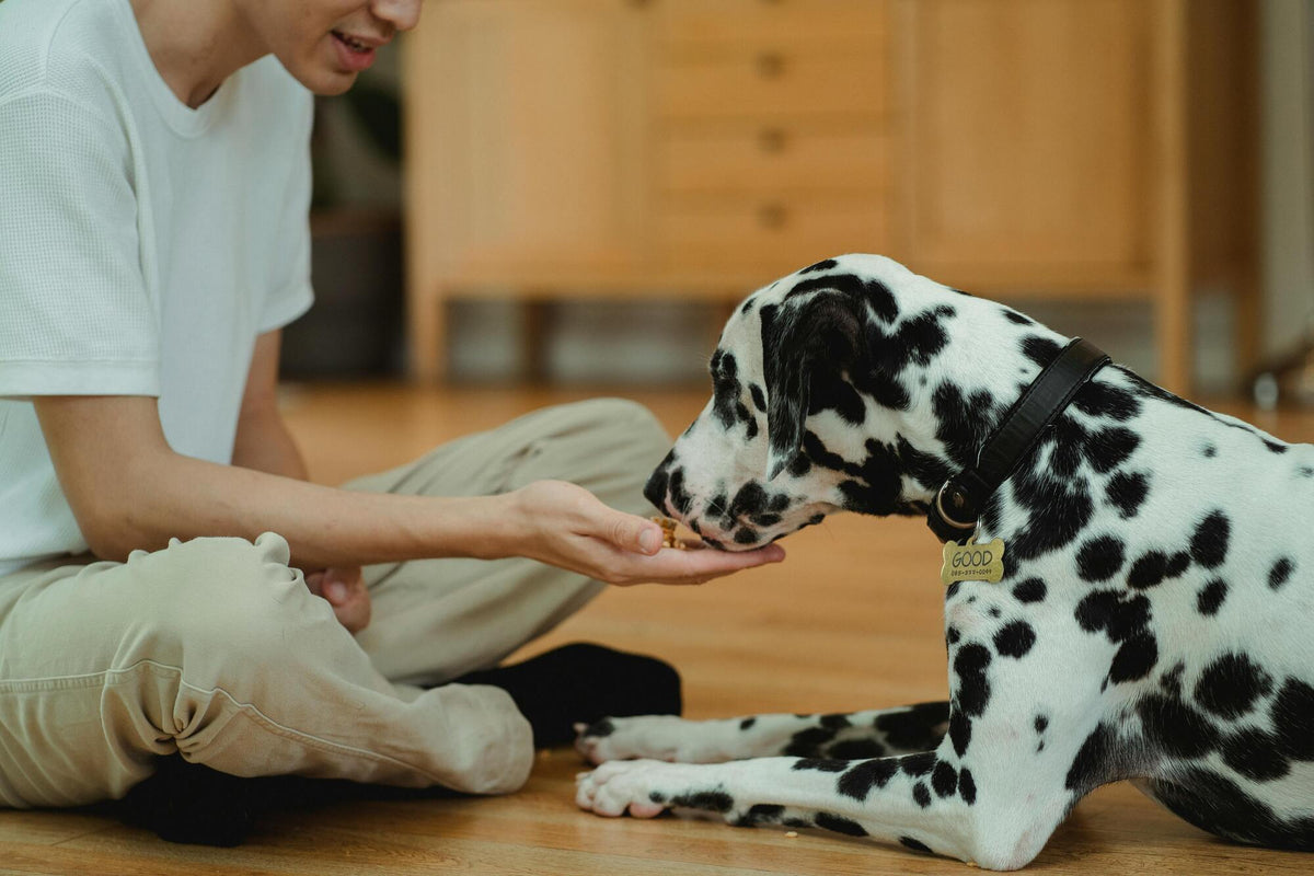 Cómo Preparar Comida para Perro: Tips y Recetas para una Dieta Balanceada