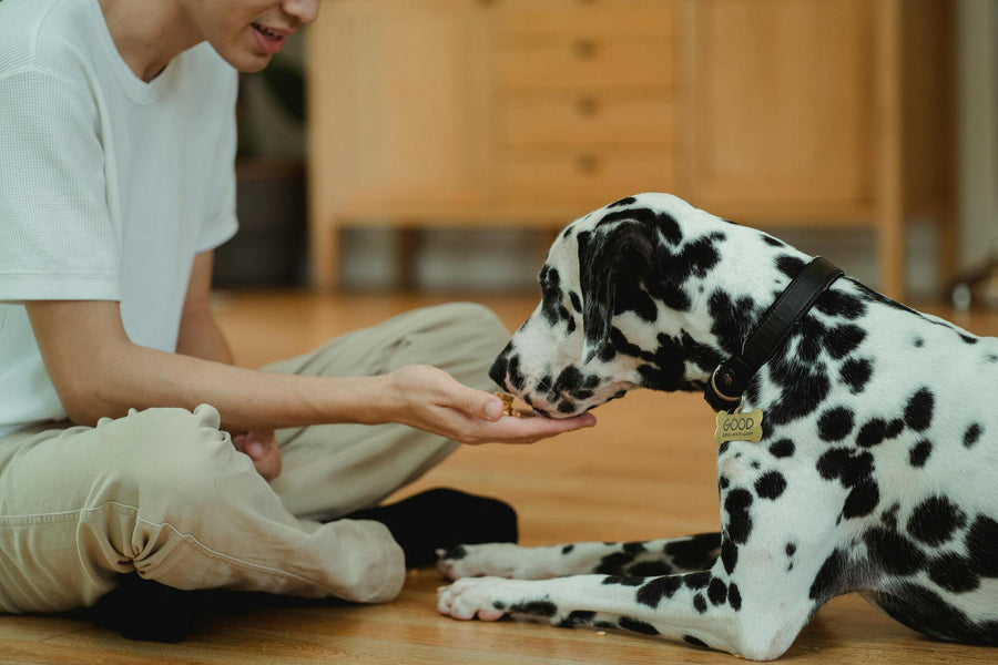 Cómo Preparar Comida para Perro: Tips y Recetas para una Dieta Balanceada
