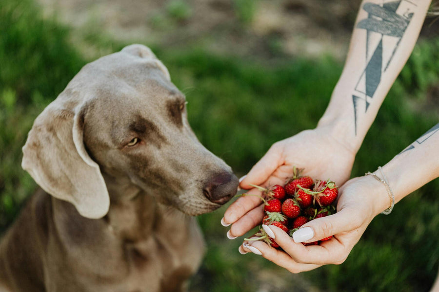 Las Mejores Frutas para Perros: Beneficios y Recomendaciones