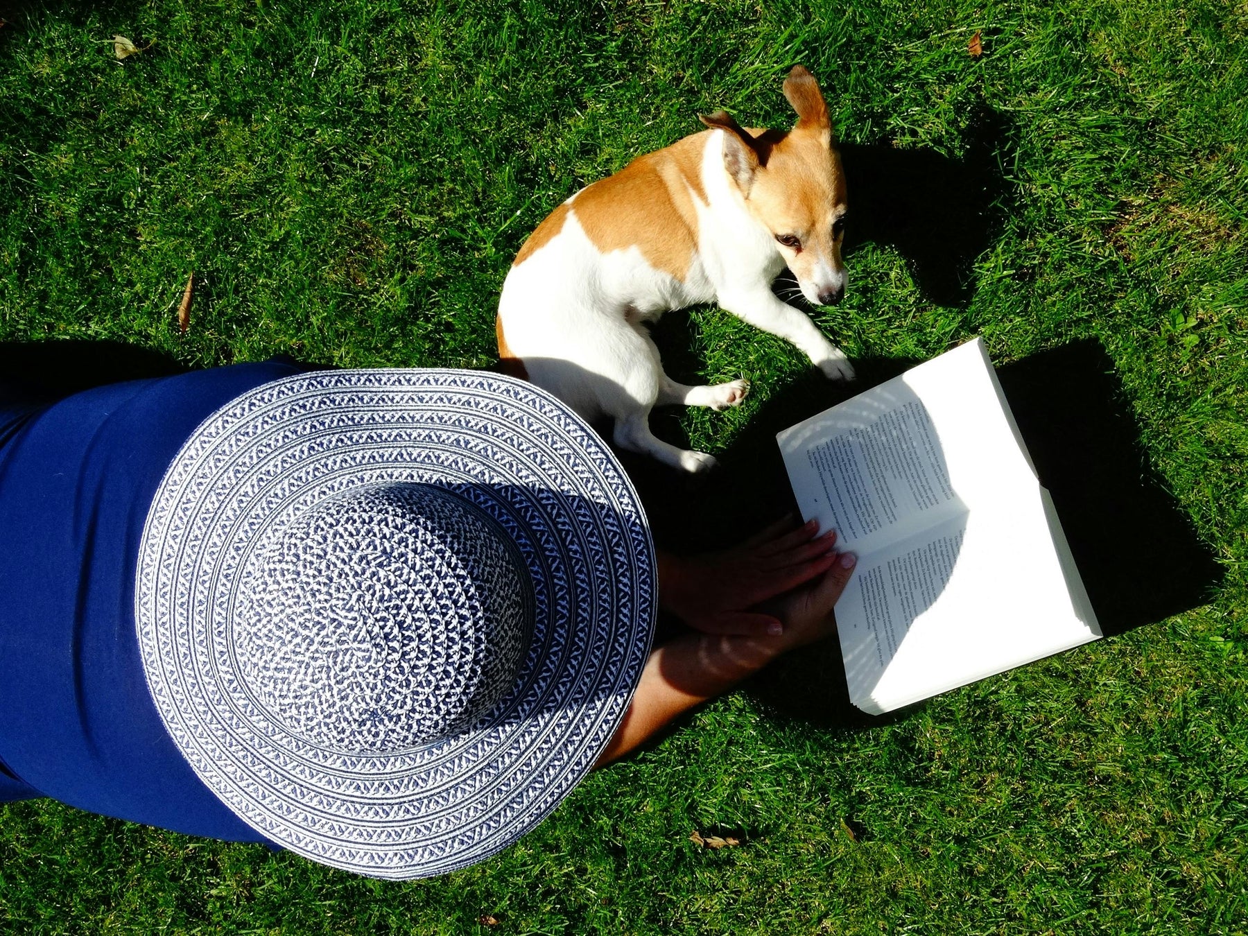resfrescar perro en verano