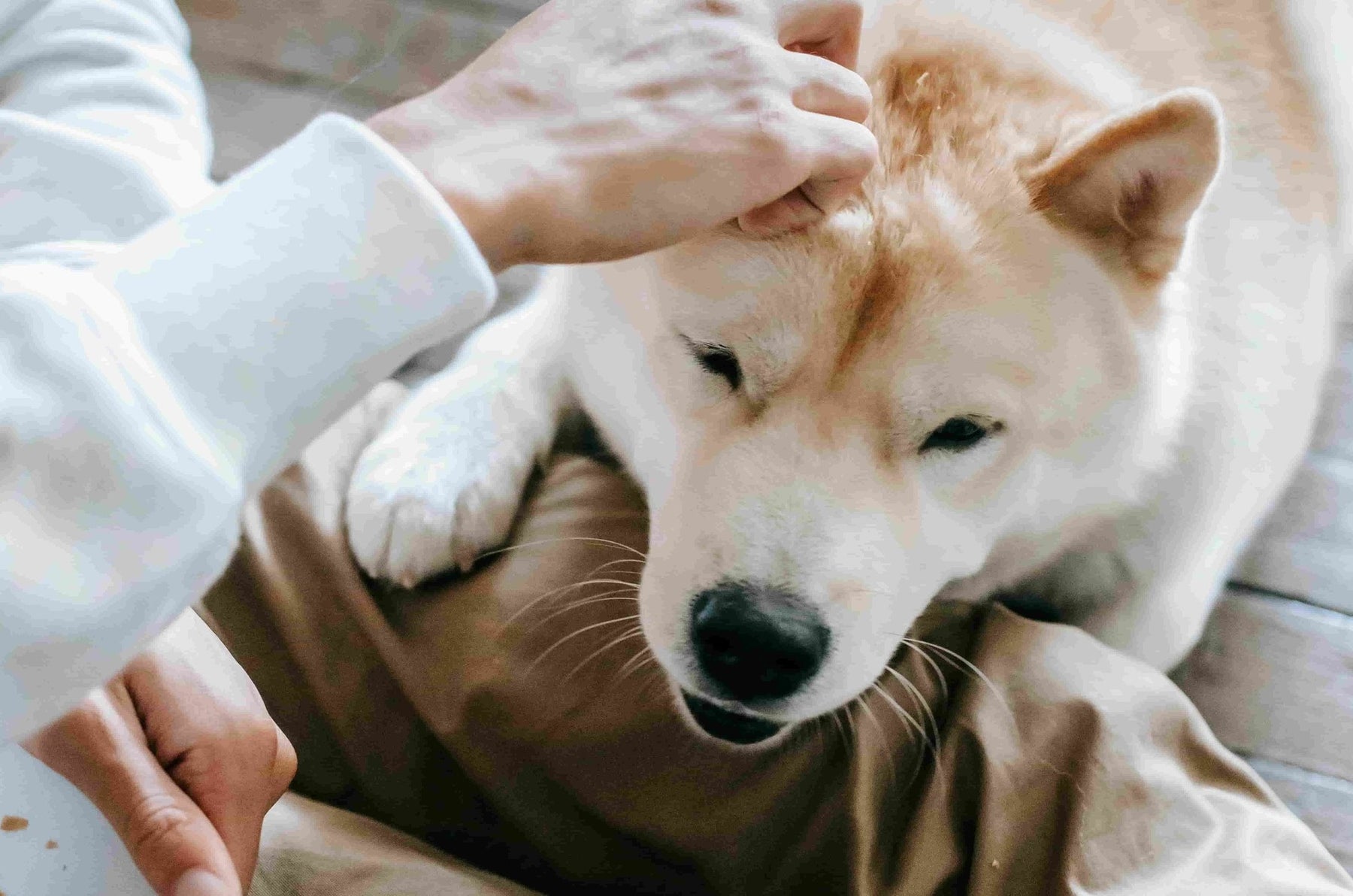 Beneficios del pollo para los perros: ¿Es una buena opción?