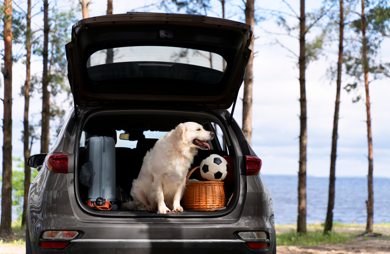 Planes para hacer en Semana Santa con tu perro en España