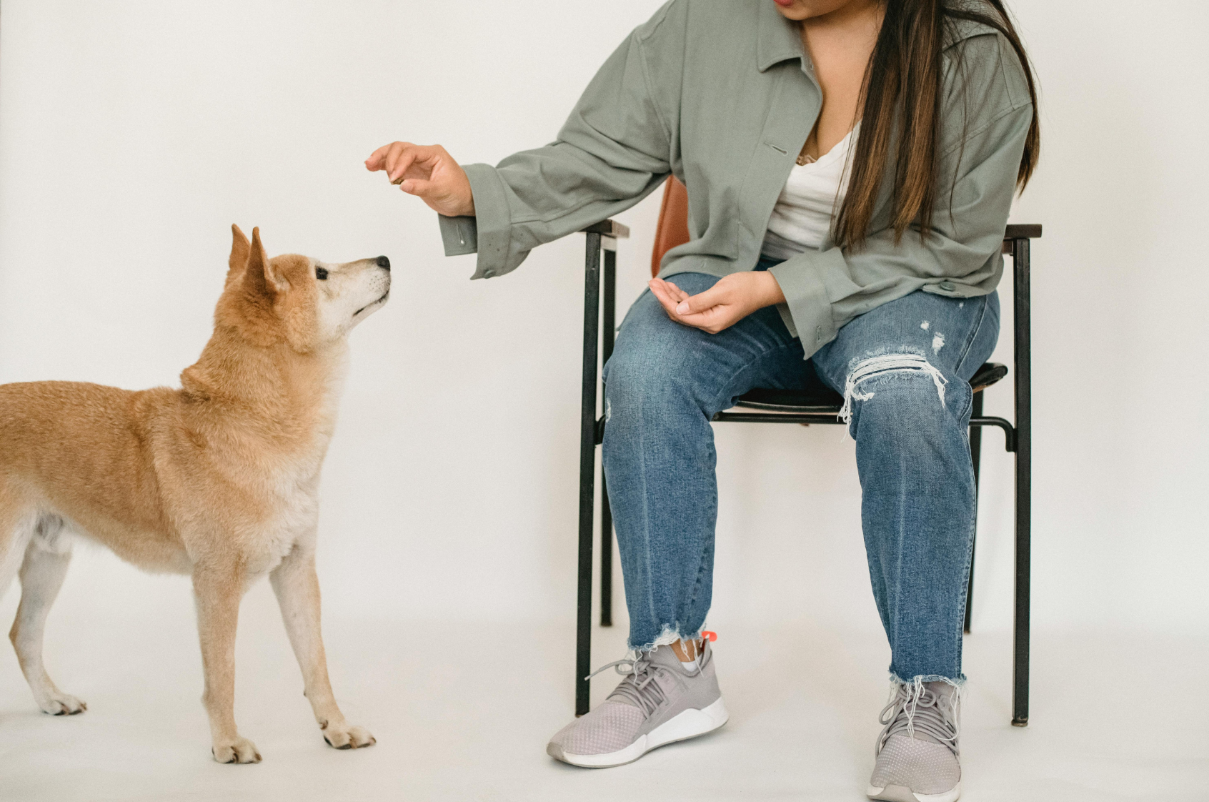 Cómo prevenir la obesidad en perros: todo lo que necesitas saber para mantenerlo en forma