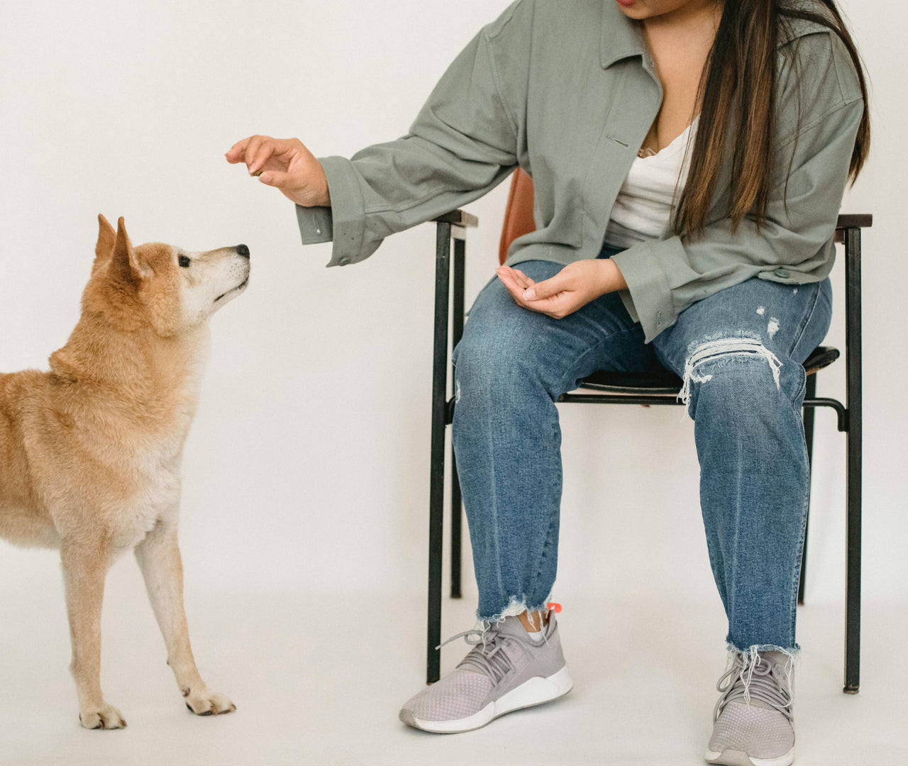 Cómo prevenir la obesidad en perros: todo lo que necesitas saber para mantenerlo en forma