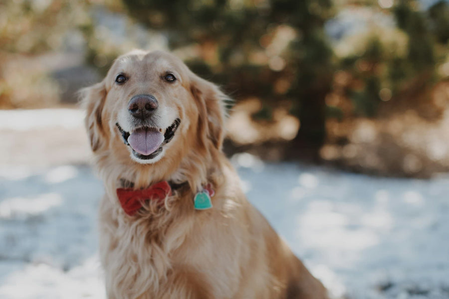 Probióticos naturales para perros: fortalece su salud intestinal