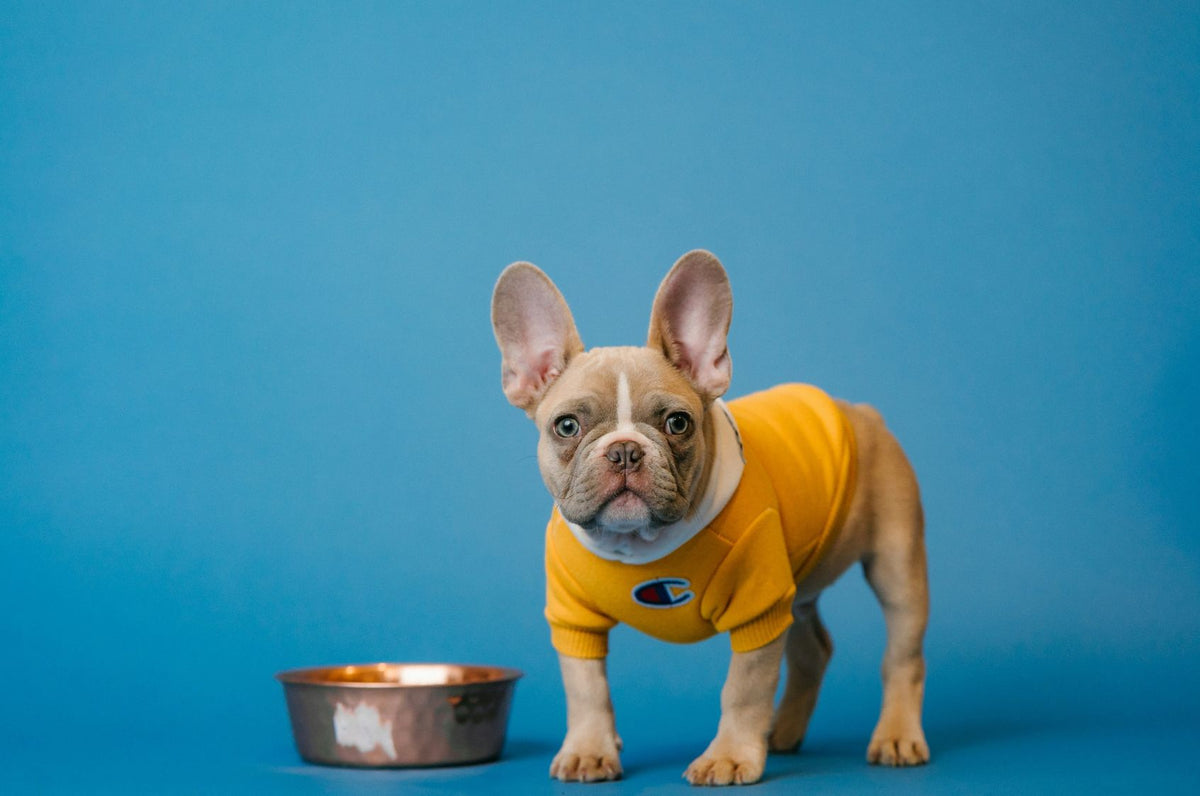 ¿Pueden los perros comer guisantes? Beneficios y precauciones