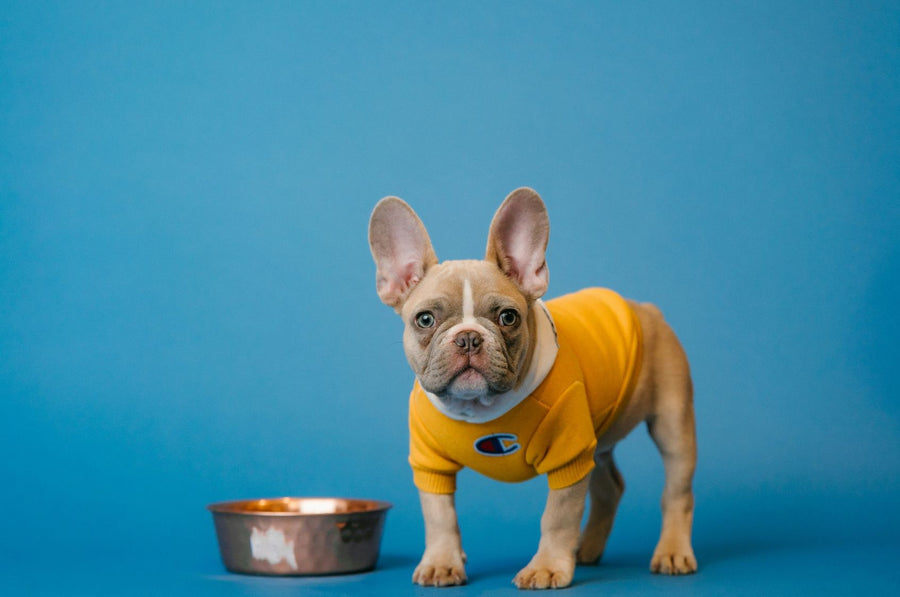 ¿Pueden los perros comer guisantes? Beneficios y precauciones