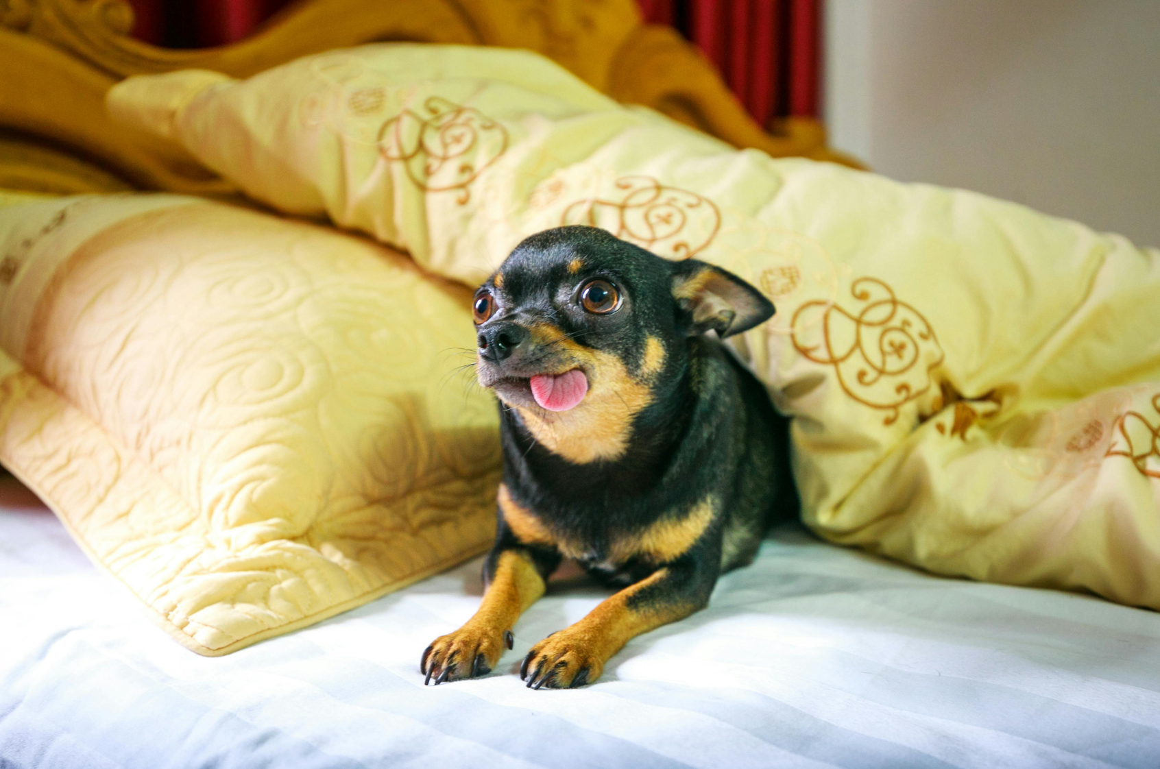 ¿Qué debe comer un Chihuahua? Guía completa