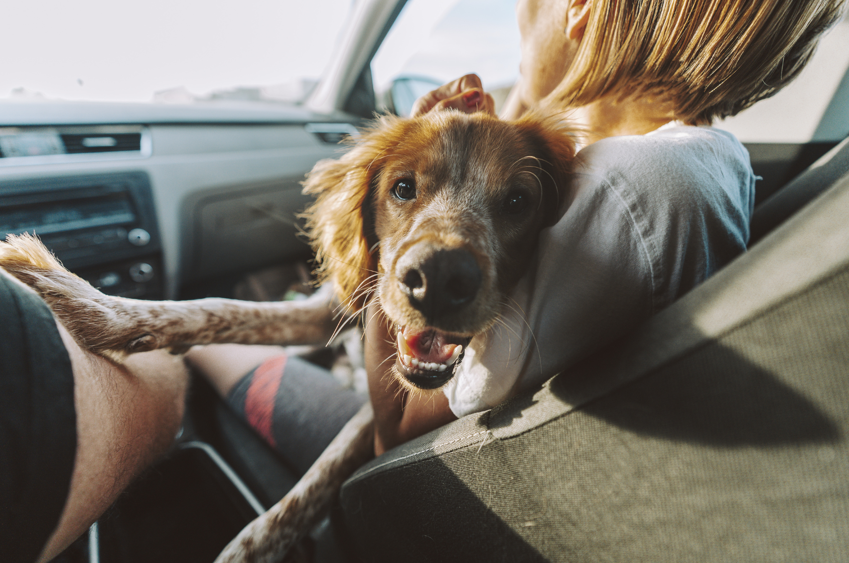 Viajar en coche con tu perro: consejos de seguridad y comodidad para un viaje tranquilo