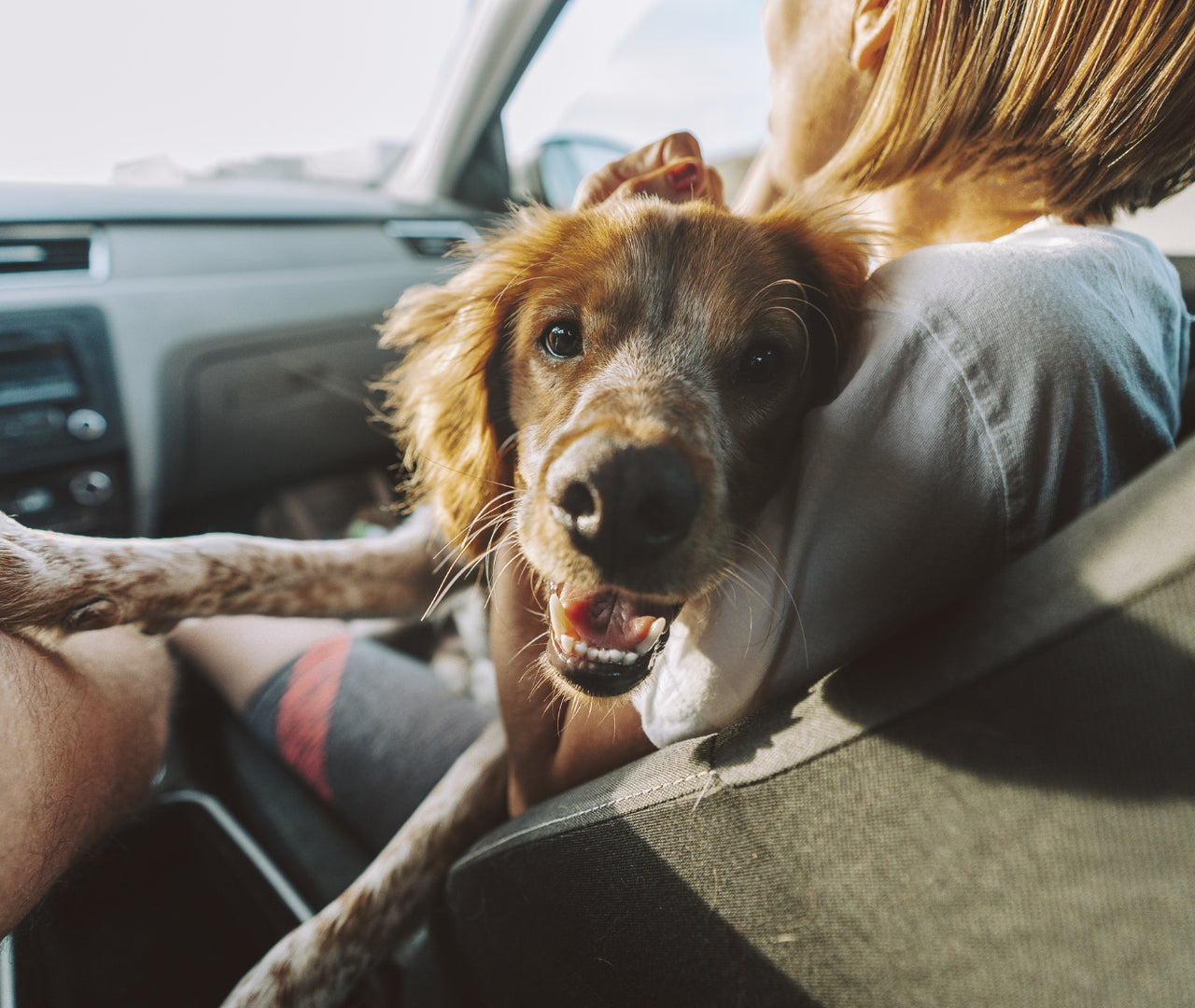 Viajar en coche con tu perro: consejos de seguridad y comodidad para un viaje tranquilo